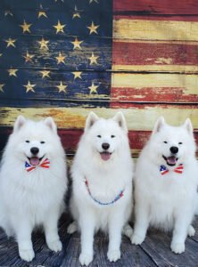 Head of the Class Dog Training, LLC