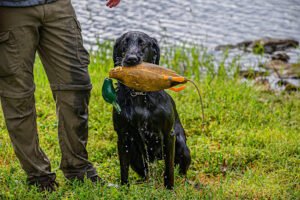 Hunt Country Canine