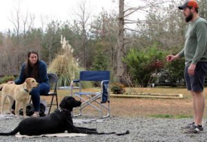 My Shadow Dog Training