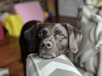 Torpedo K9