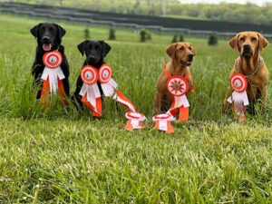 Northern Air Retrievers