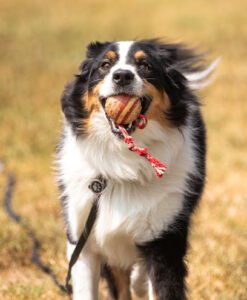 Off Leash K9 Training of Christiansburg