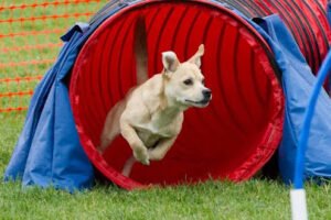 All-American Dog Sports