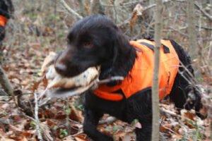 Brier Ridge Kennels & Outfitters