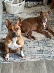 We train dogs llc