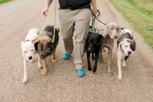 Sadie’s Rules K9 Training