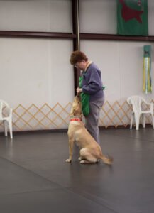 Setterwoods Dog Training