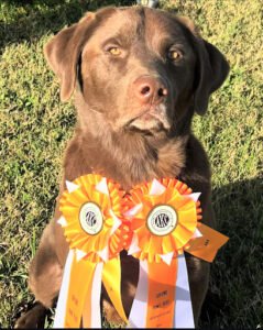 Troy Creek Retrievers
