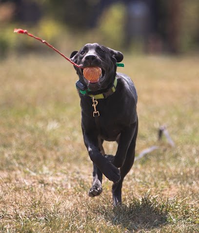 Off Leash K9 Training of Roanoke