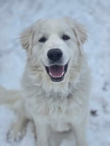Family Dog Training Services, LLC