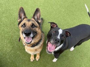 Obedient Paws