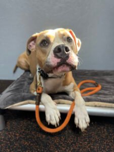 Canine Karma Training