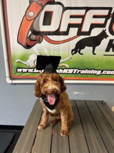 Off Leash K9 Training, Richmond
