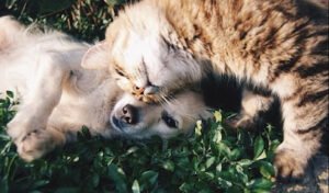 Paw Behavior, LLC