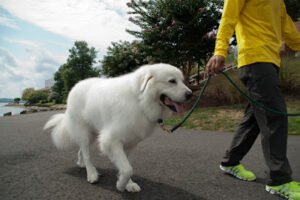 Commonwealth Pet Care, LLC