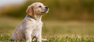 Ridgeside K9 Tidewater Dog Training