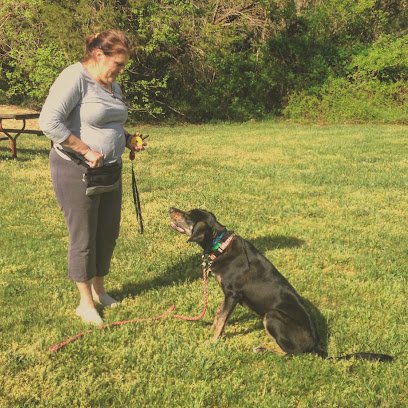 Cbowdens Valley Dog School
