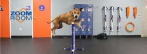 Zoom Room Dog Training