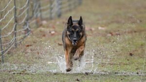 Hampton Roads Obedience Training Club