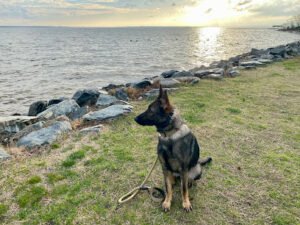 Off Leash K9 Training Hampton Roads