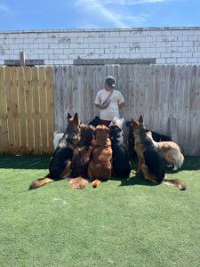 Citizen K9 Dog Training And Agility