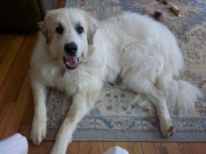 Mountain View Dog Training