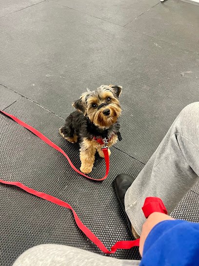 Love On A Leash Dog Training