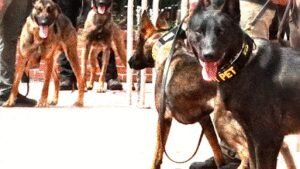 American K-9 Interdiction