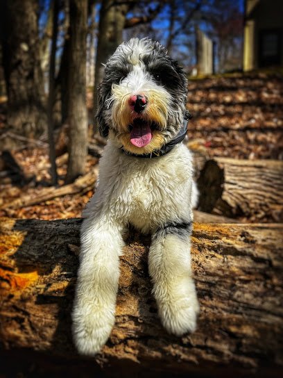 Off Leash K9 of Northern Virginia