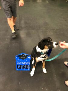 WOOFS! Dog Training Center