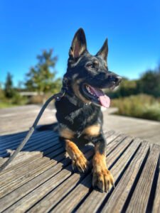 Off Leash K9 Training, Stafford