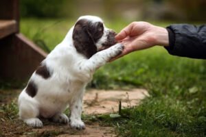 Woof Houze Academy