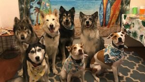 Willis Wolfpack Dog Training