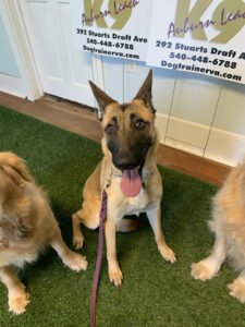 Auburn Leach K9 Academy