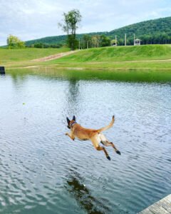 Deploy Dogs