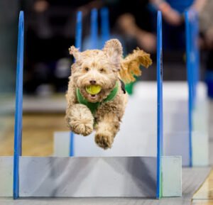 Seattle FlyDogs Club