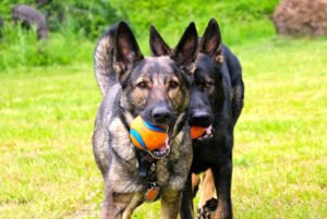 Break Time Pet Care LLC