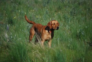 Baxter’s Bird Dogs