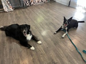 Notre Dog Academy
