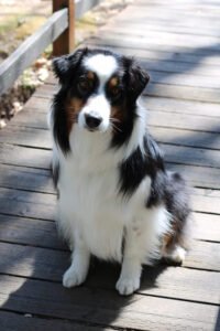 Rylee’s Ranch Boarding and Training LLC