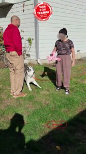 Sura Dog Training (certified dog training)