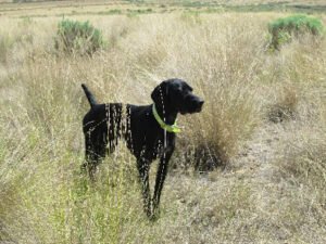 Reliable Kennels