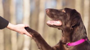 Spokane K9 Training