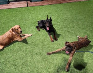 The Houndsman Canine Academy