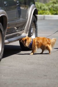 FunQuest Dog Sports, LLC