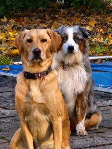 Devotions Dogs