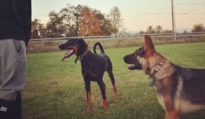 Timeless K9 Boarding And Training