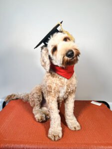 Rascal Training & Boarding