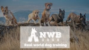 NWB Dogs