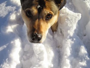 Westward Hound